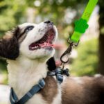 Guia Neon Para Cachorros,P,Guia para Cães,Reforçada e Resistente,Caminhadas e Viagens,Rosa - Imagem 5