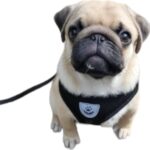Coleira Peitoral Anti Puxão com Guia para Cães e Gatos – Ideal para Filhotes, Pinscher, Shi Tzu e Raças de Porte Pequeno a Médio – NEXUS MARKET (P, PRETO) - Imagem 6