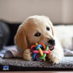Kit 5 Brinquedo para Filhote Mordedor para cachorros Bolinha Pet Galinha Sonoro - Imagem 7