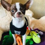 Coleira Peitoral Anti Puxão com Guia para Cães e Gatos – Ideal para Filhotes, Pinscher, Shi Tzu e Raças de Porte Pequeno a Médio – NEXUS MARKET (P, PRETO) - Imagem 2