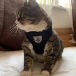 Coleira Peitoral Anti Puxão com Guia para Cães e Gatos – Ideal para Filhotes, Pinscher, Shi Tzu e Raças de Porte Pequeno a Médio – NEXUS MARKET (P, PRETO) - Imagem 4