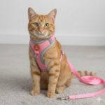 Coleira Peitoral para Cachorros e Gatos com Colete Reflexivo Regulável e Guia de Passeio Material Respirável, Brilha no Escuro, Ajuste Seguro com Fivela e Mosquetão (ROSA, L) - Imagem 4