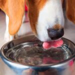 Chalesco Comedouro Inox para Cães e Gatos 480 ml - Imagem 6