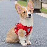 Coleira Peitoral para Cachorros e Gatos com Colete Reflexivo Regulável e Guia de Passeio (VERMELHO, M) - Imagem 2