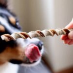 Palitinho Bovino 4un - Mordedor Natural para Cães - Natuka (Unitário) - Imagem 6