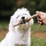 Palitinho Bovino 4un - Mordedor Natural para Cães - Natuka (Unitário) - Imagem 3