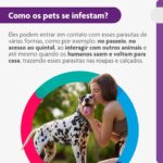 Bravecto® Cães 1000mg - Antipulgas e Carrapatos - Cães de 20 a 40kg - 1 Comp. Mastigável - MSD Saúde Animal - Imagem 5
