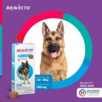 Bravecto® Cães 1000mg - Antipulgas e Carrapatos - Cães de 20 a 40kg - 1 Comp. Mastigável - MSD Saúde Animal - Imagem 3
