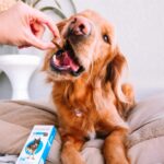 Bravecto® Cães 1000mg - Antipulgas e Carrapatos - Cães de 20 a 40kg - 1 Comp. Mastigável - MSD Saúde Animal - Imagem 15