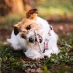 Palitinho Bovino 4un - Mordedor Natural para Cães - Natuka (Unitário) - Imagem 5