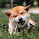Palitinho Bovino 4un - Mordedor Natural para Cães - Natuka (Unitário) - Imagem 4